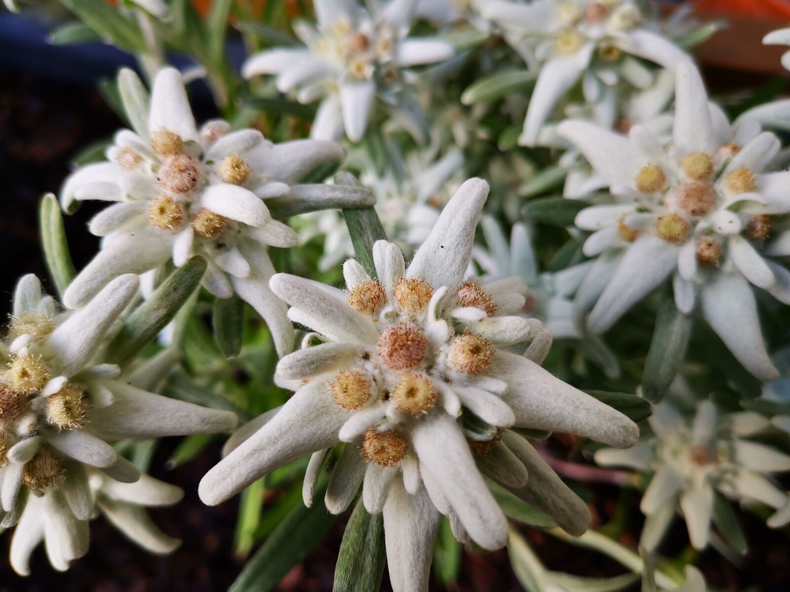 HUAWEI HMA-L29 sample photo. Edelweiss, leontopodium, plant photography