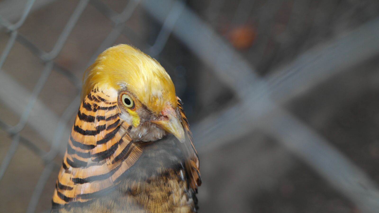 Samsung NX1000 sample photo. Birds, bars, exotic photography