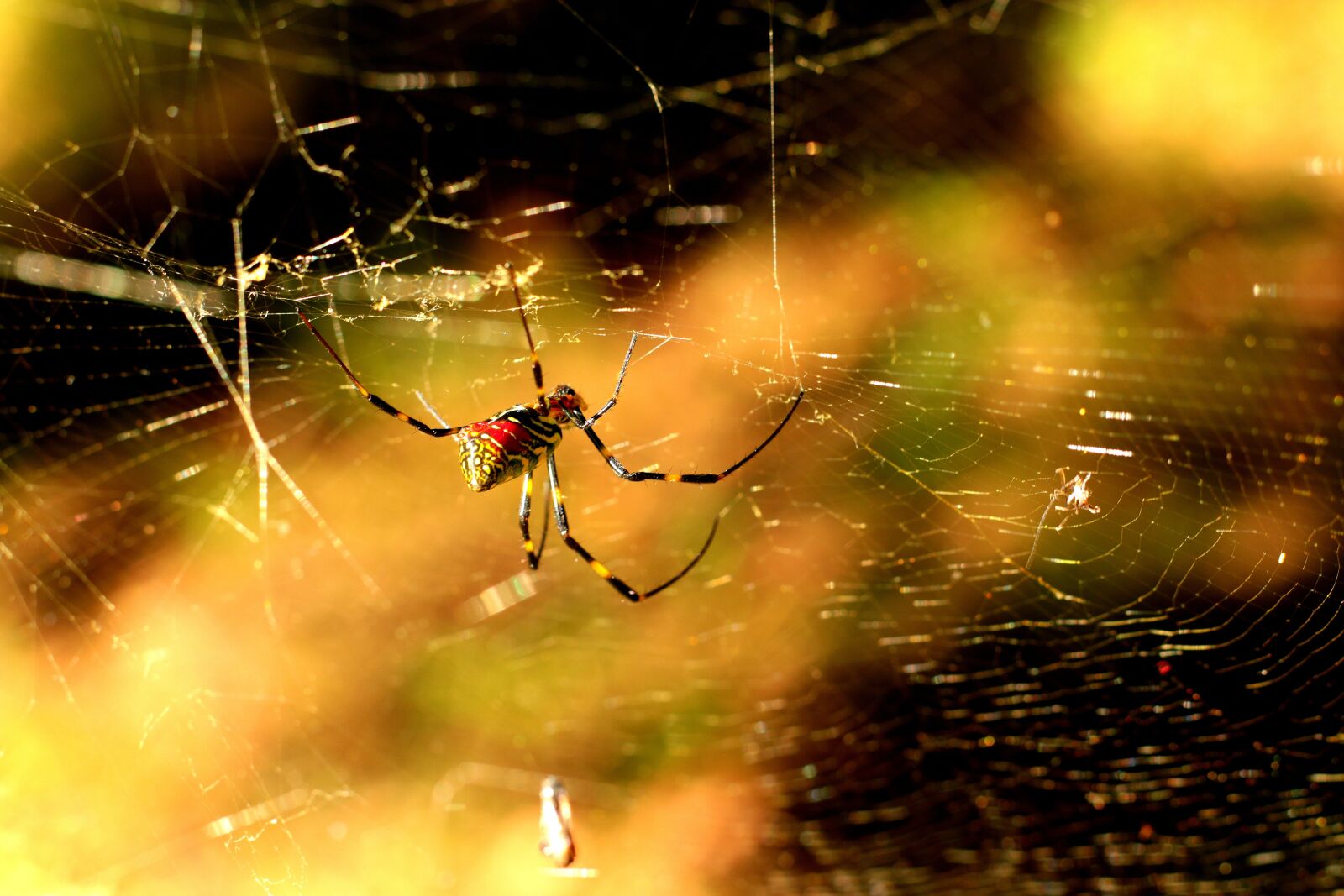 Canon EOS 70D + Canon EF 50mm F1.8 STM sample photo. Spider, red, yellow photography
