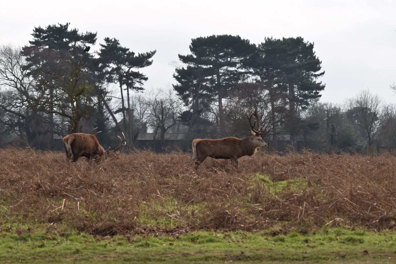 Nikon D3300 sample photo. Stag, deer, country photography