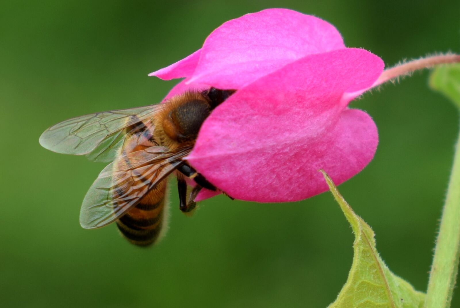 Nikon D5300 sample photo. Flower, bee, insects photography