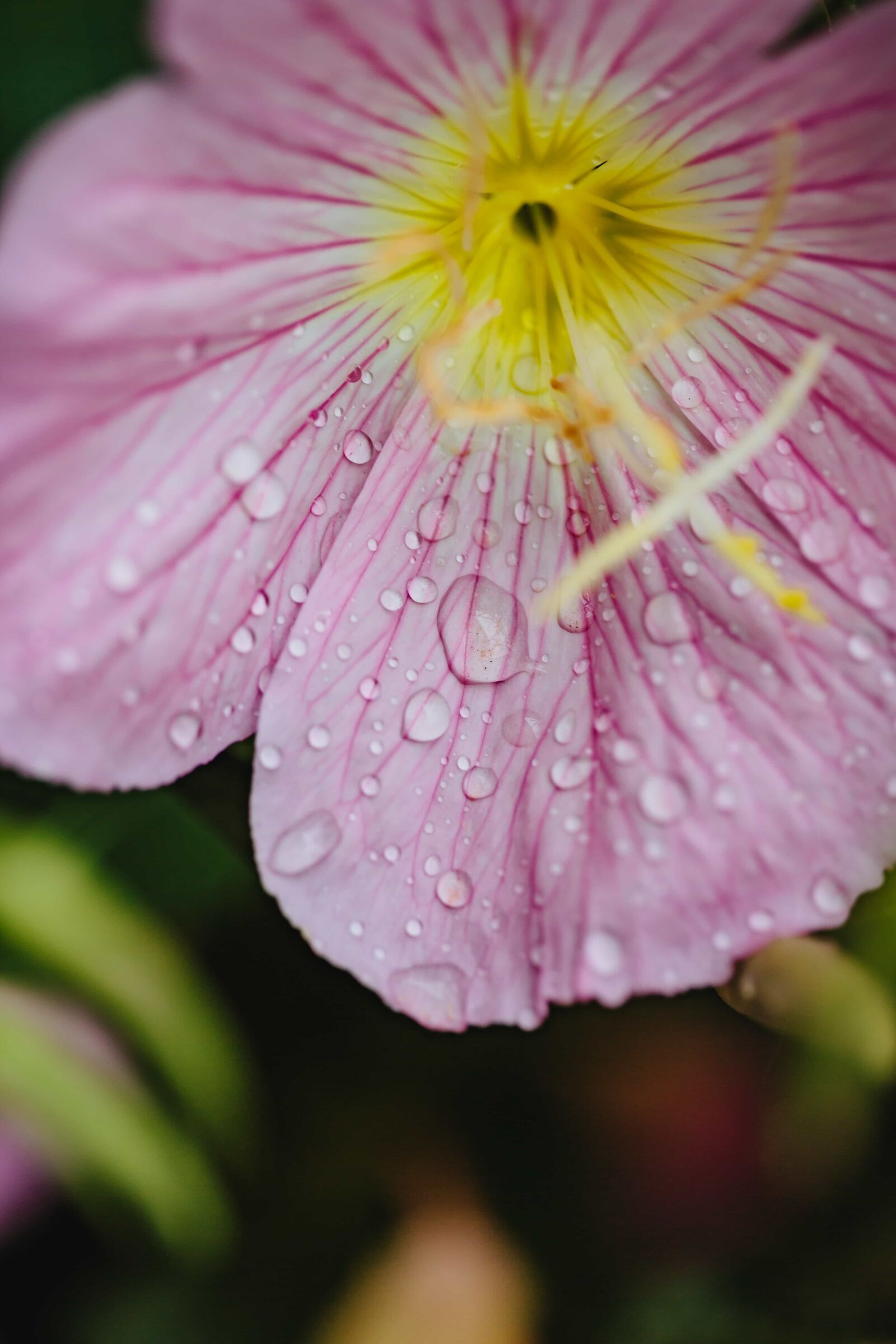 Canon EF 100mm F2.8 Macro USM sample photo. Dew, flower garden, macro photography