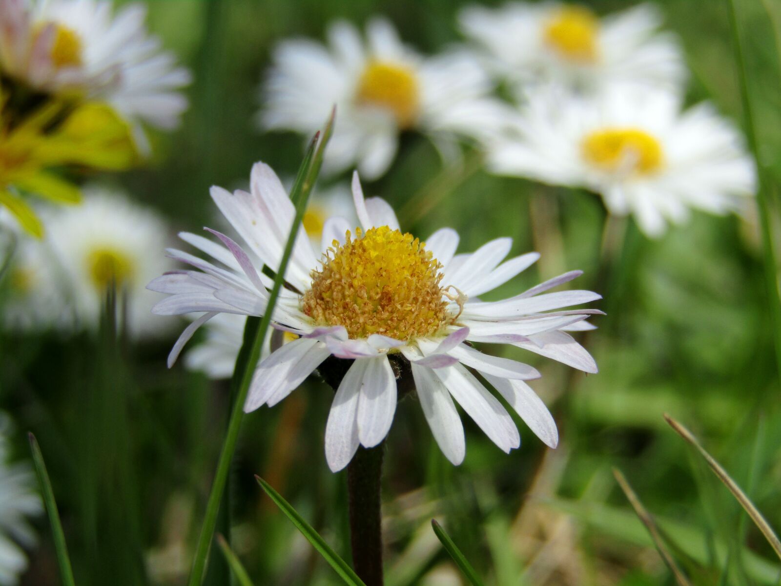 Canon POWERSHOT SX430 IS sample photo. Spring, nature, meadow photography