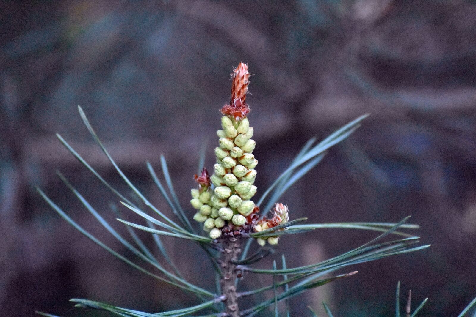Nikon D3400 sample photo. Bud, pine, green photography