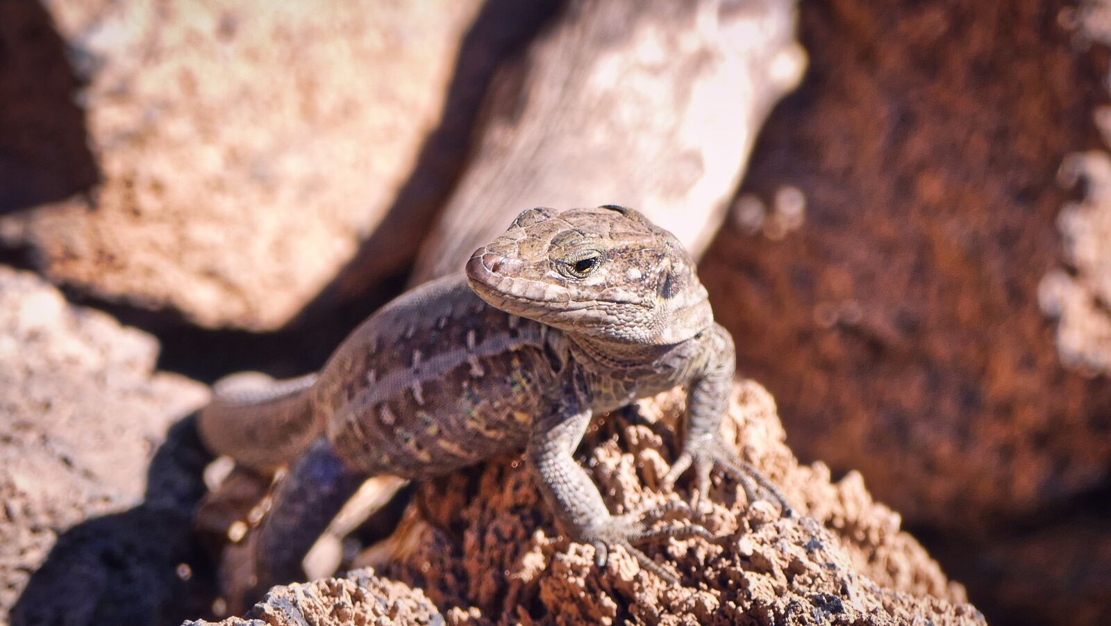 Panasonic Lumix DMC-FZ1000 sample photo. The lizard, gad, exotic photography