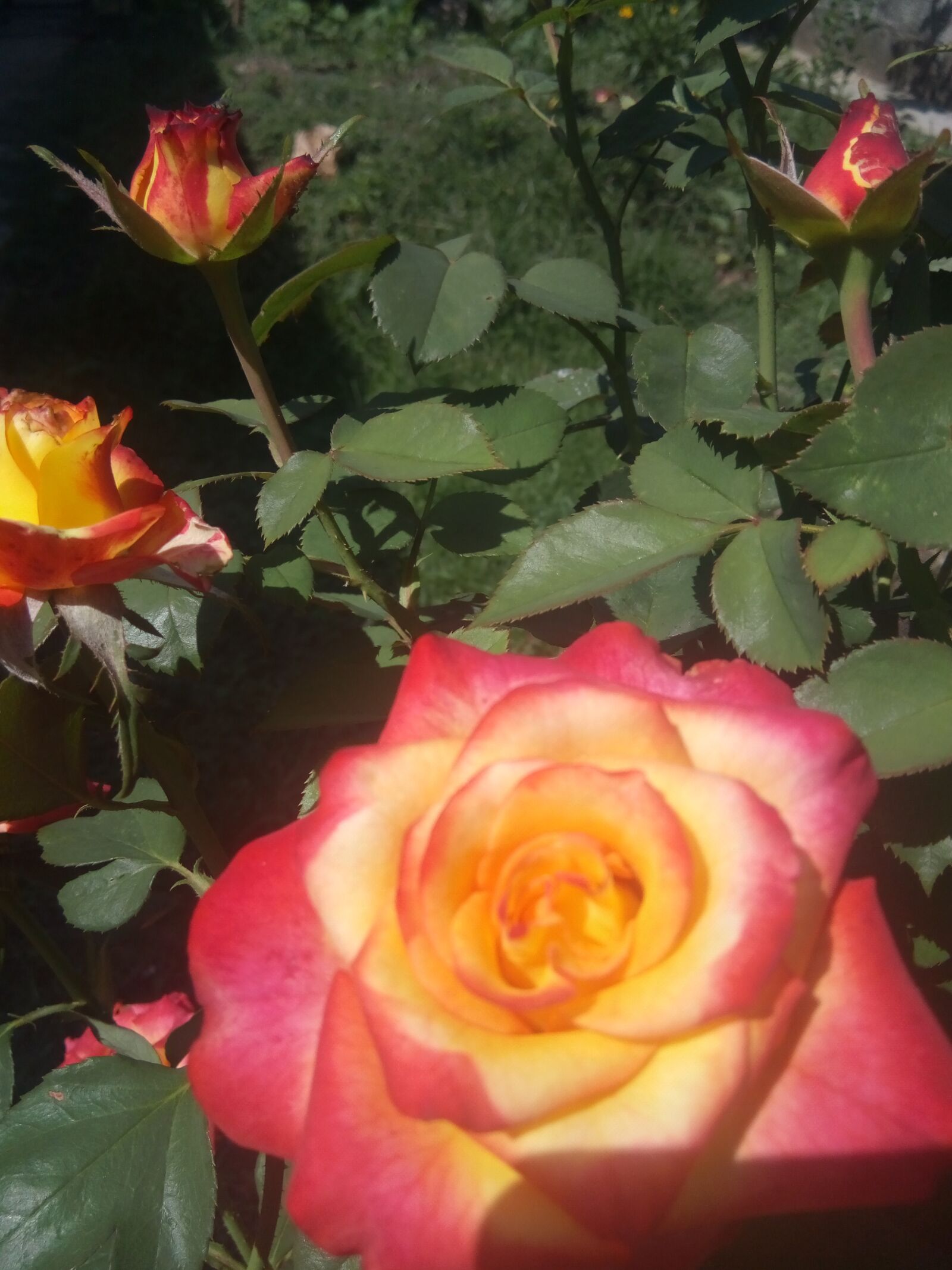 GIONEE F103 Pro sample photo. Rose, spring, yellow photography