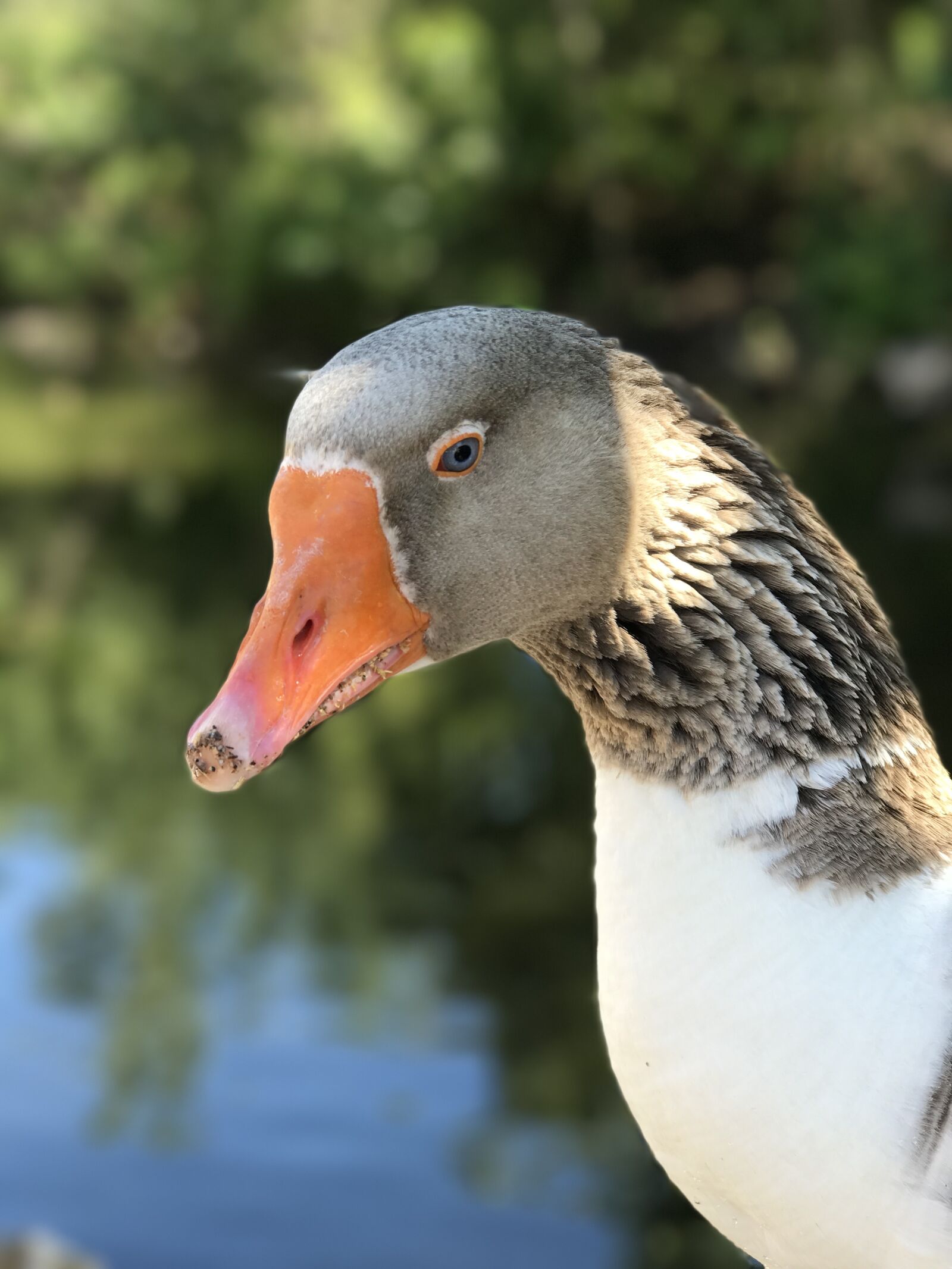 iPhone 7 Plus back dual camera 6.6mm f/2.8 sample photo. Goose, bird, neck photography
