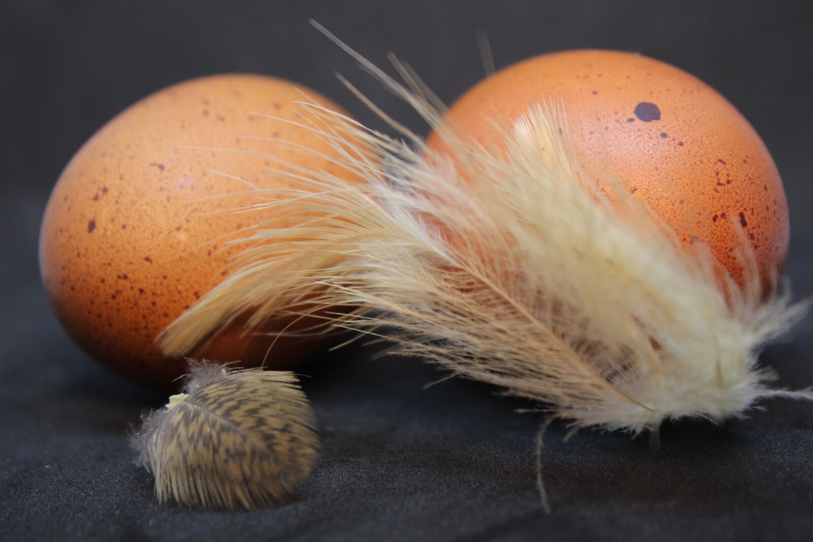 Canon EOS 700D (EOS Rebel T5i / EOS Kiss X7i) sample photo. Egg, brown, food photography