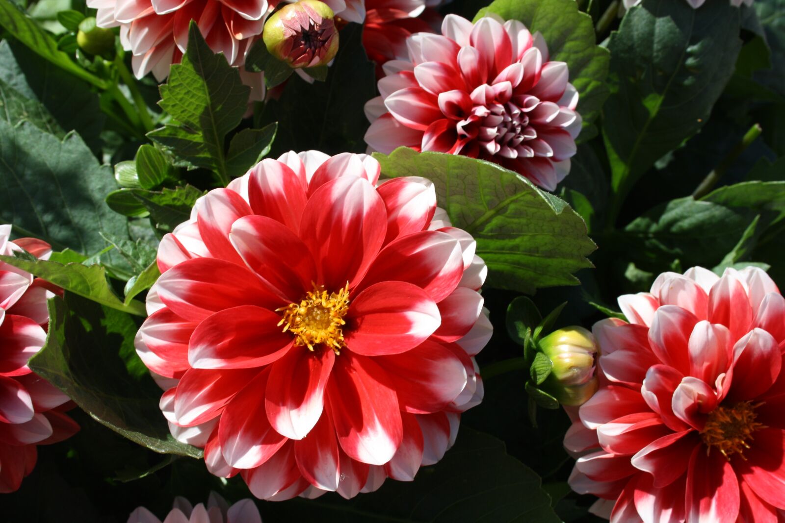 Canon EOS 1000D (EOS Digital Rebel XS / EOS Kiss F) sample photo. Flower, garden, dahlia photography