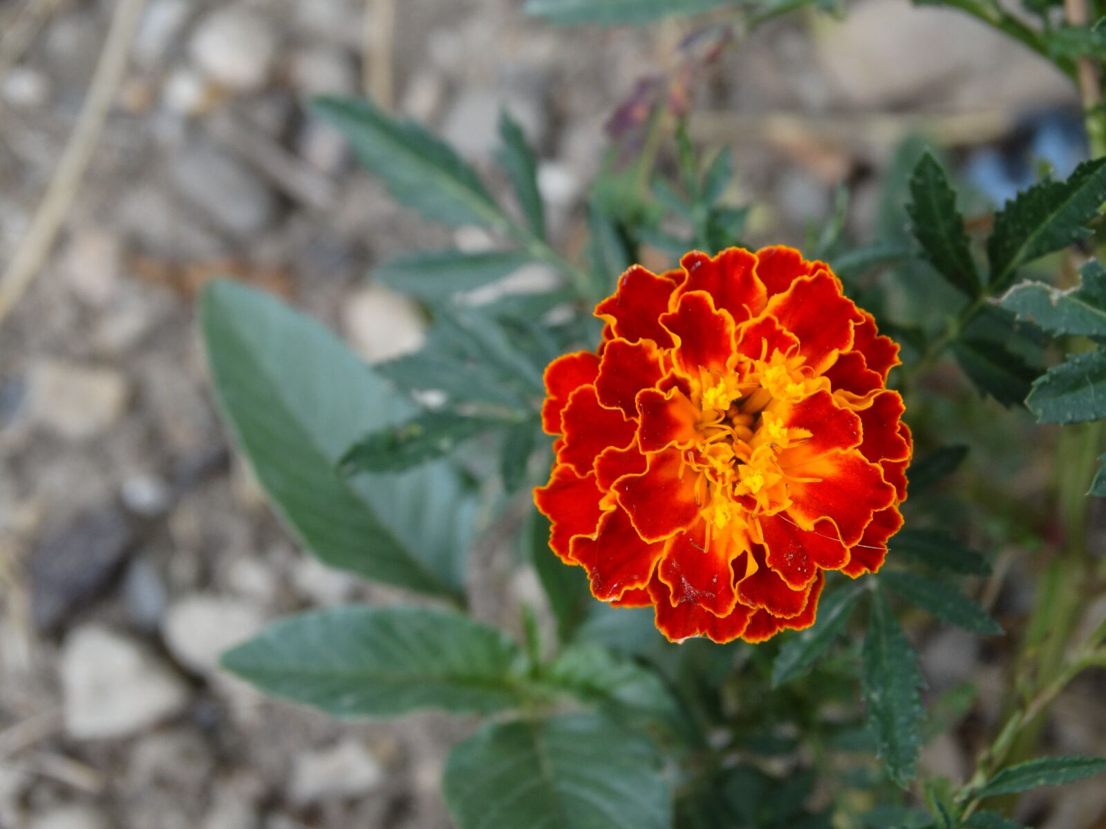 Sony Cyber-shot DSC-HX300 sample photo. Flower, red, nature photography