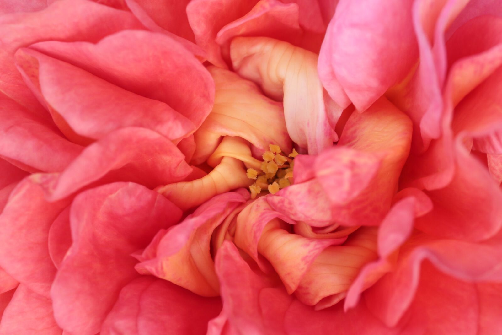Sigma 70mm F2.8 EX DG Macro sample photo. Rose bloom, close up photography