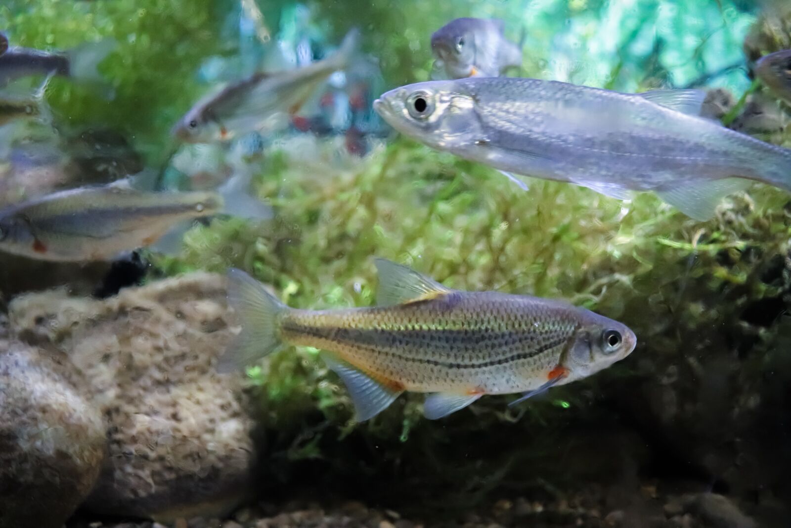Canon EOS 77D (EOS 9000D / EOS 770D) sample photo. Fish, freshwater, aquarium photography
