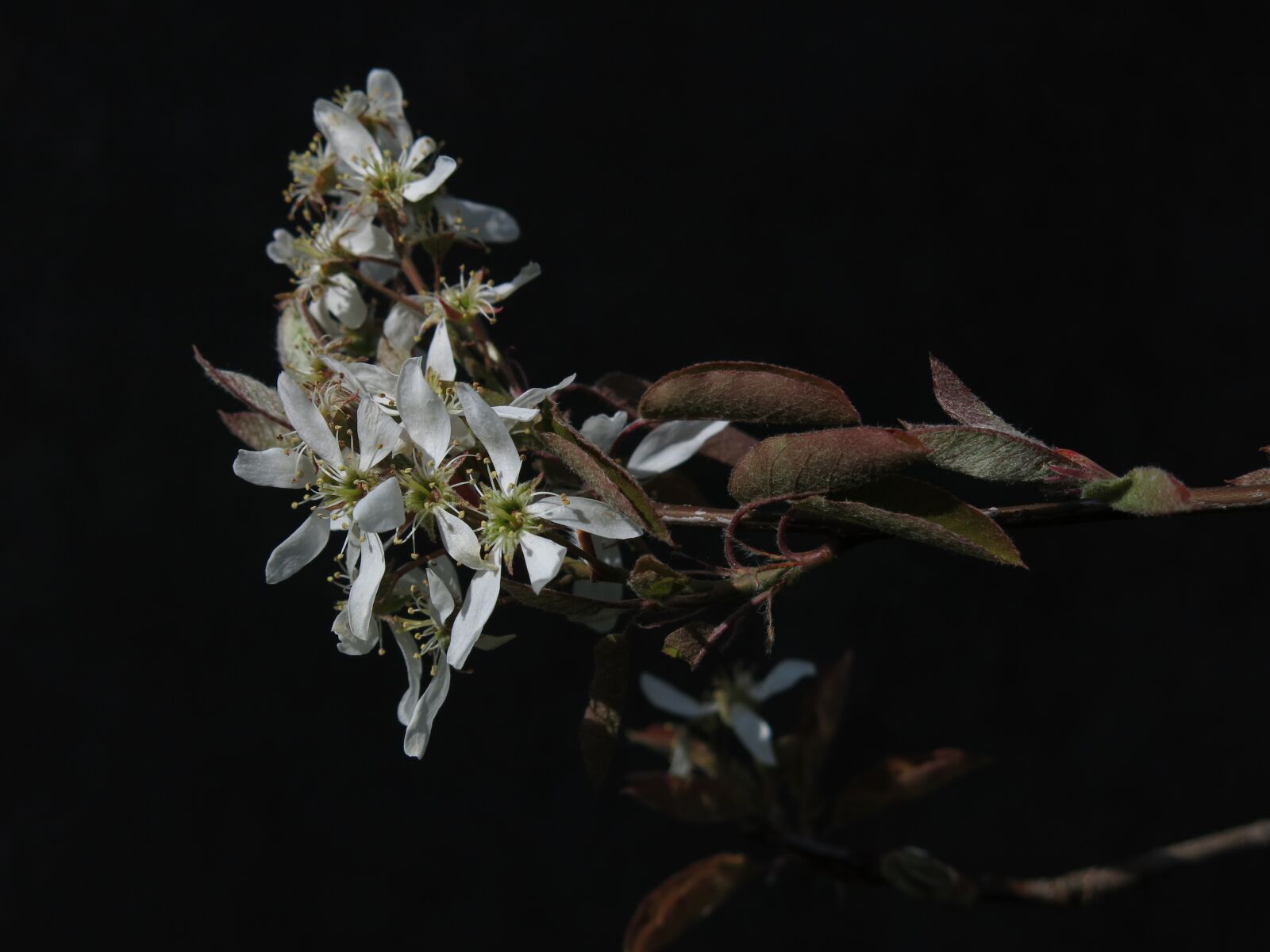 Canon PowerShot G15 sample photo. Amelanchier, flowers, white photography
