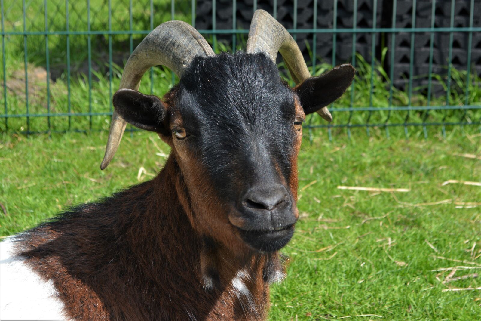 Nikon D5200 sample photo. Goat, close up, animal photography