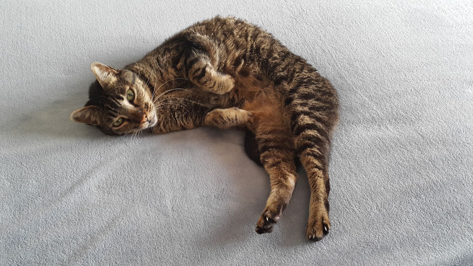 Samsung Galaxy Note4 sample photo. Gata, animals, feline photography