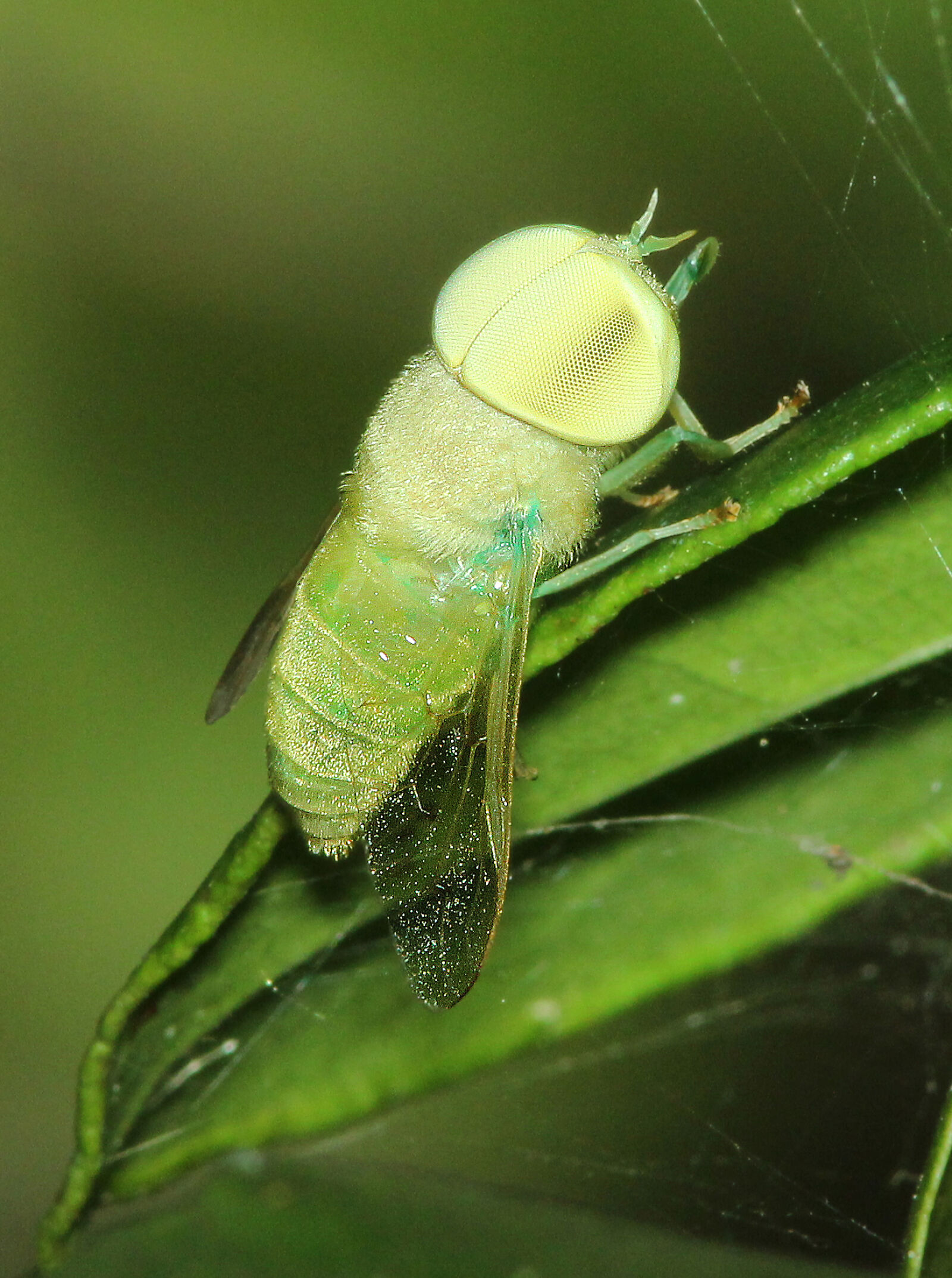Canon EF 300mm F4L IS USM sample photo