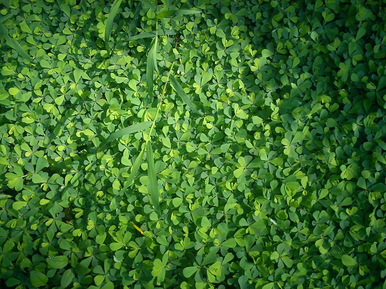 Sony Ericsson J10i2 sample photo. Clover, grass, green photography
