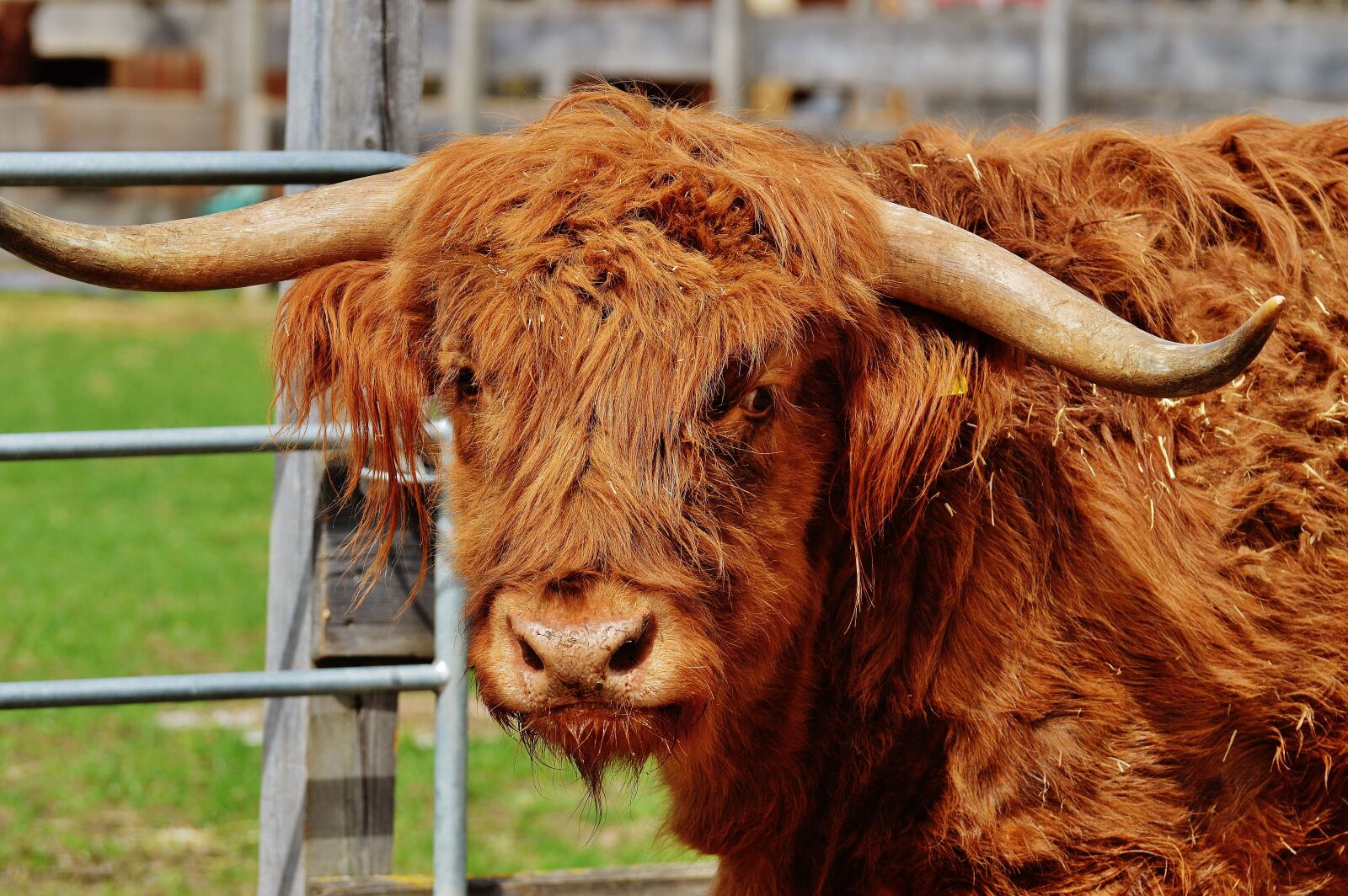 Nikon D3200 sample photo. Bull, beef, horns photography