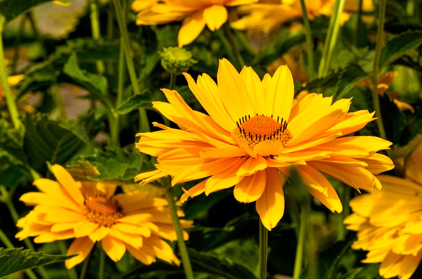 Nikon D7000 sample photo. Flowers, yellow, natural photography
