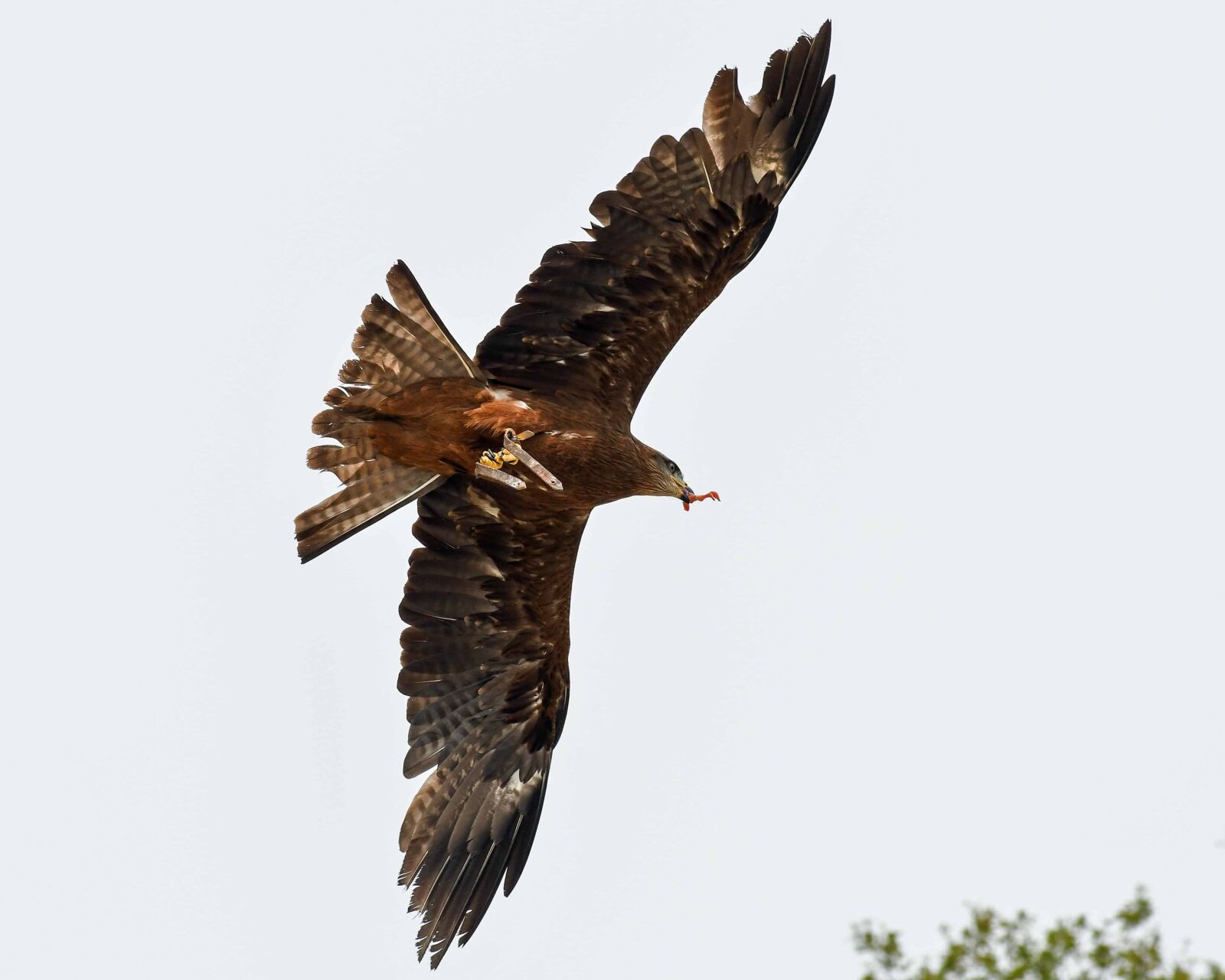 Nikon D500 sample photo. Wildlife, bird, hawk, animal photography