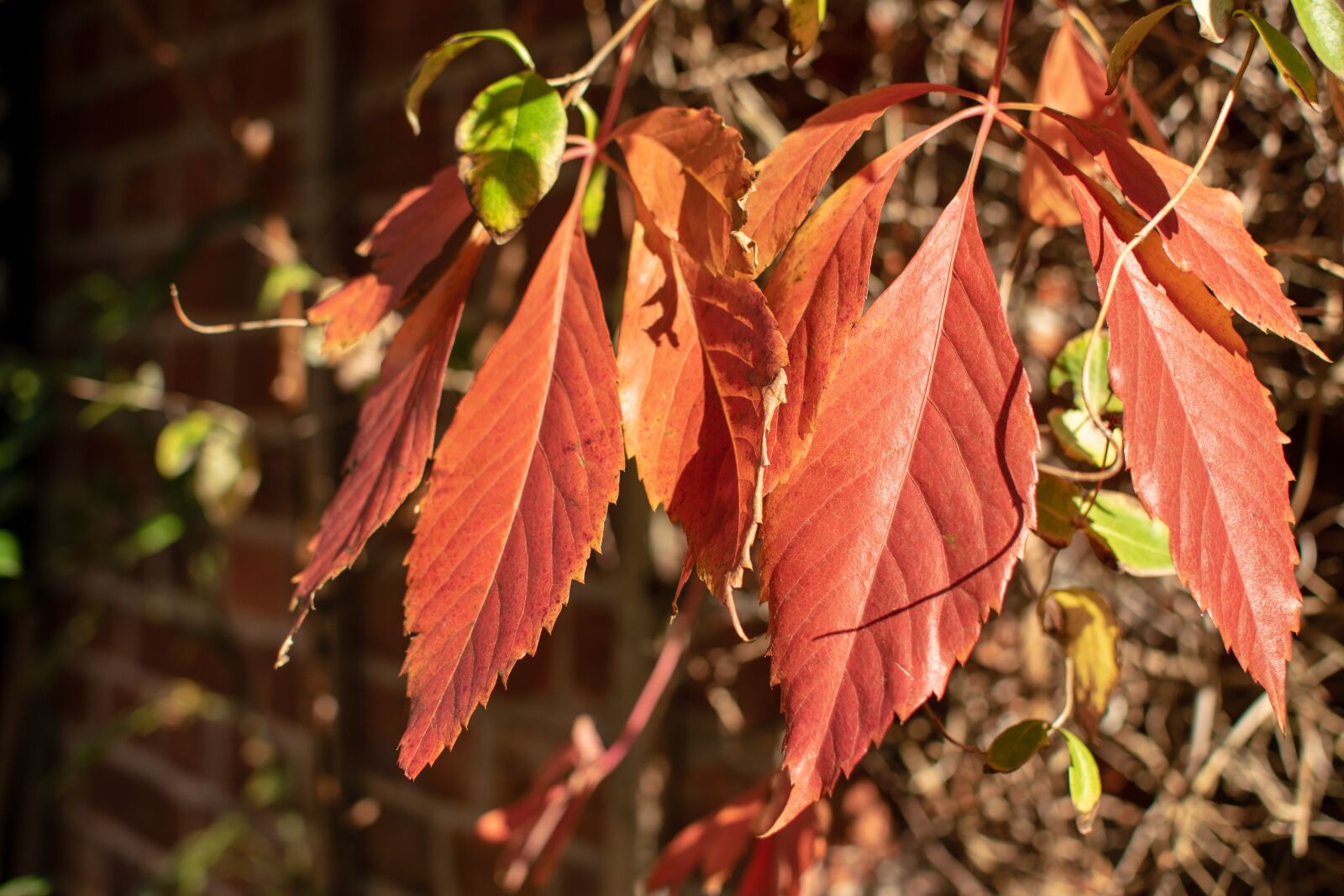 Nikon D3300 sample photo. Leaves, red, wall photography