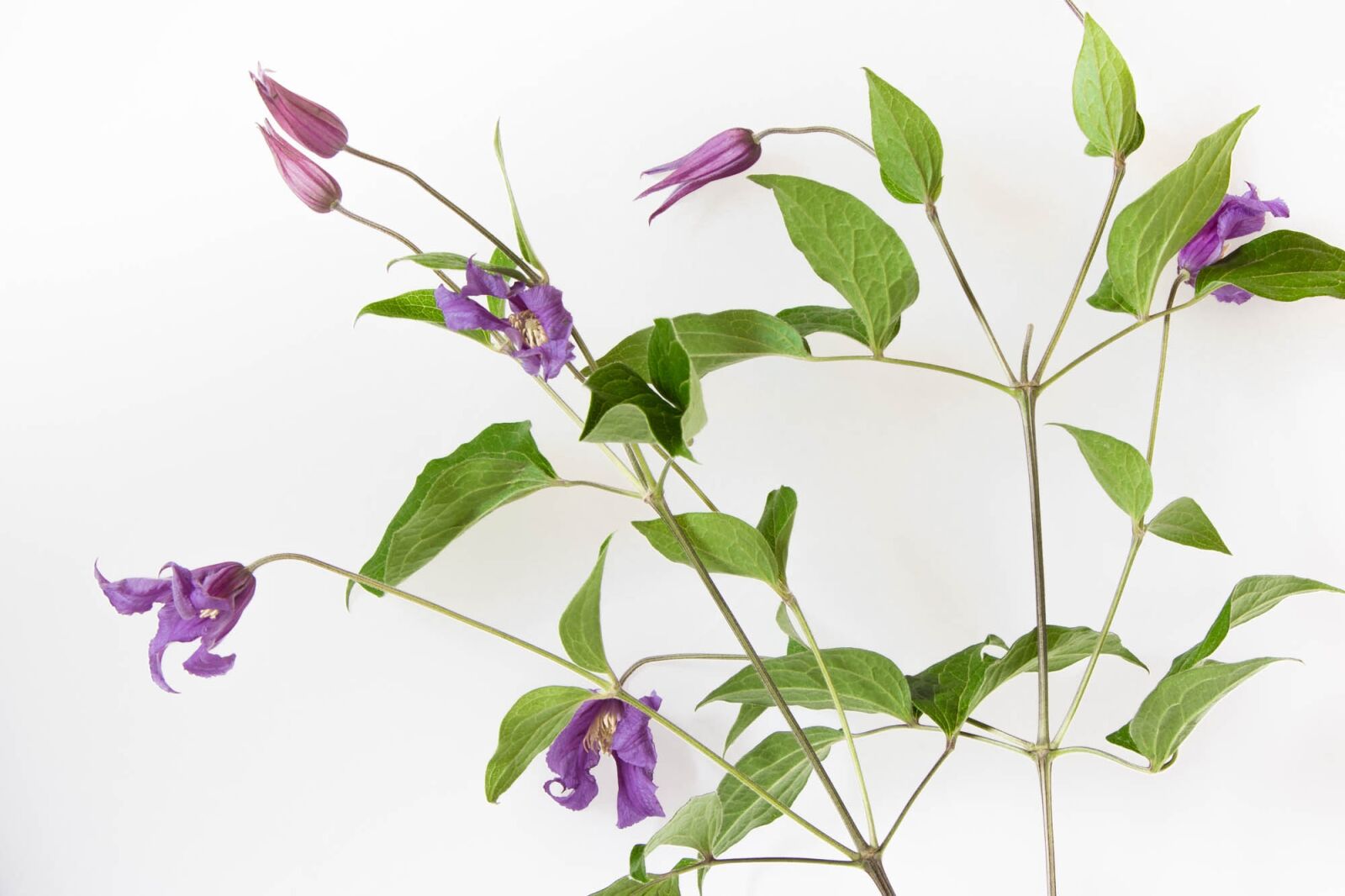 Nikon D7200 sample photo. Flower, violet, nature photography