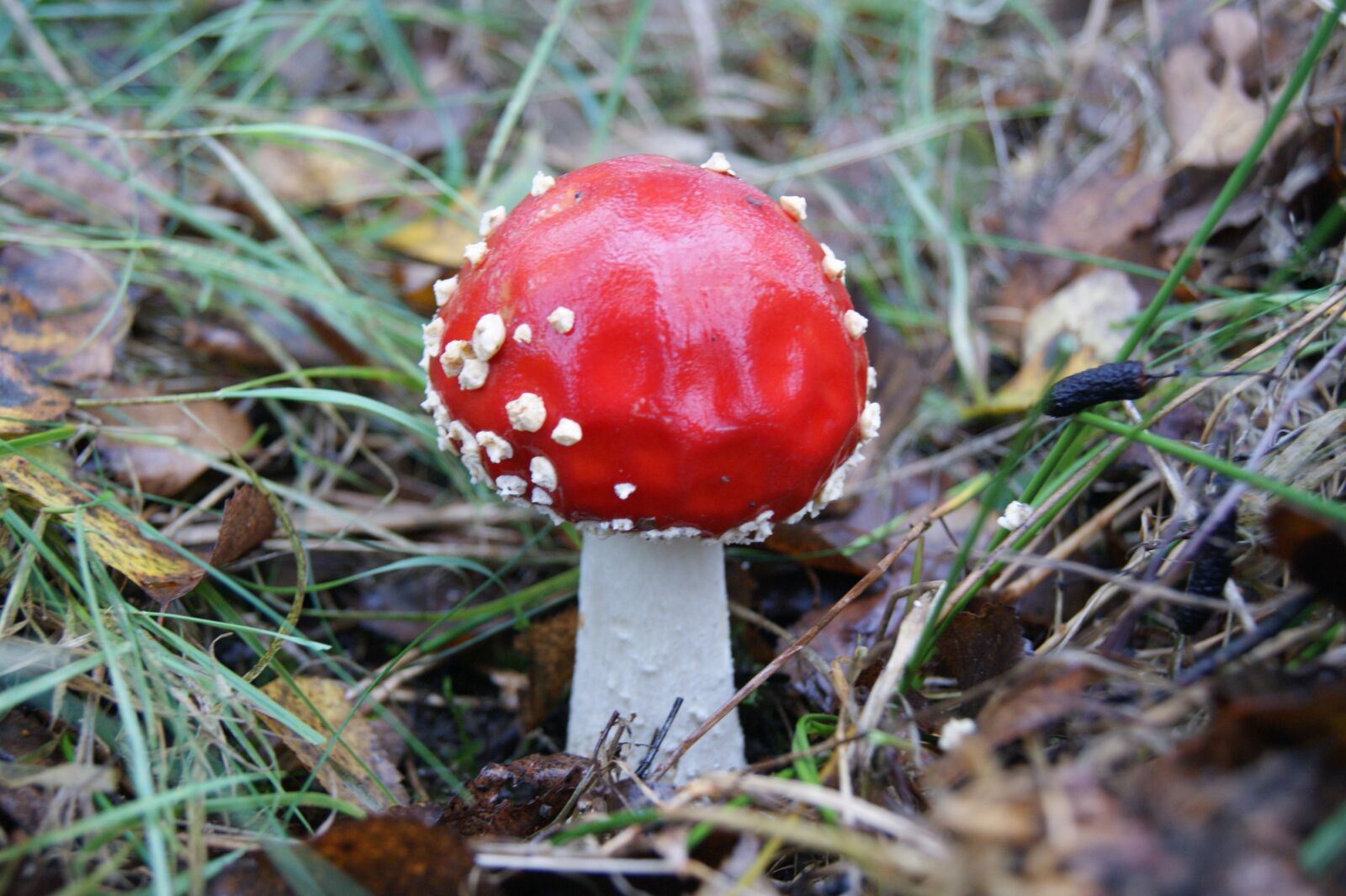 Sony Alpha DSLR-A390 sample photo. Autumn, mushrooms, red photography