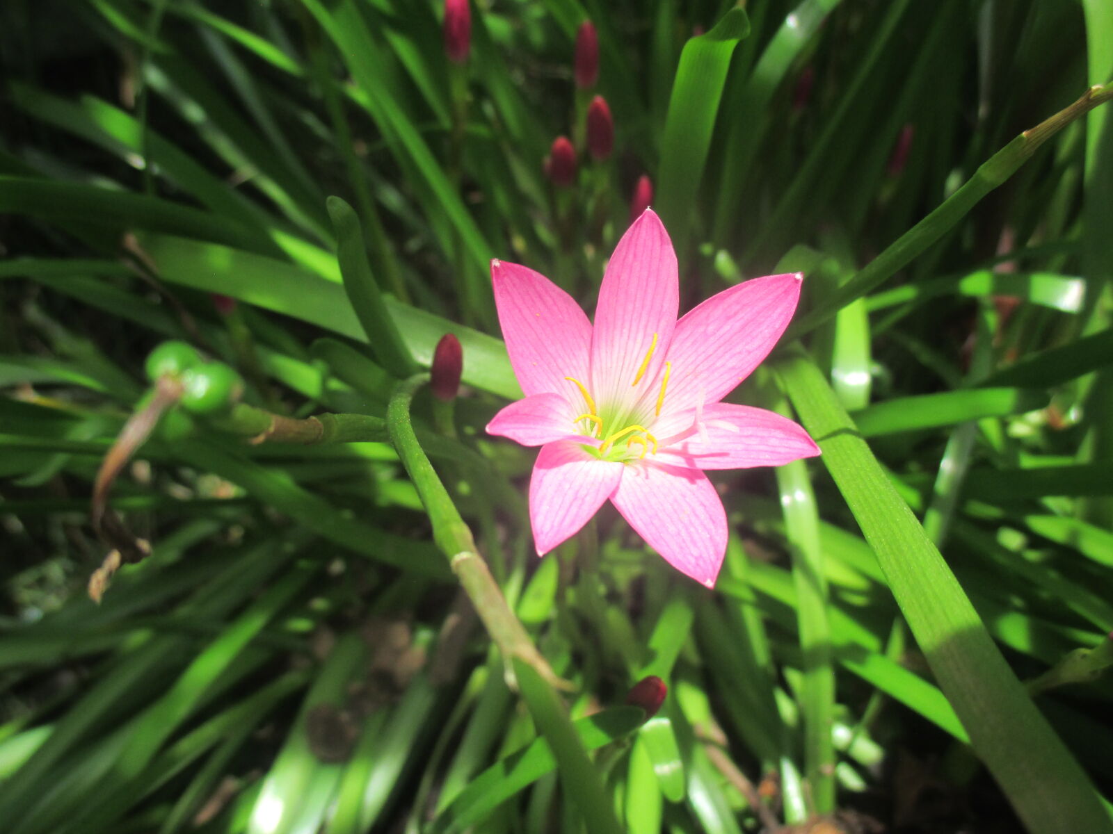 Canon PowerShot ELPH 130 IS (IXUS 140 / IXY 110F) sample photo