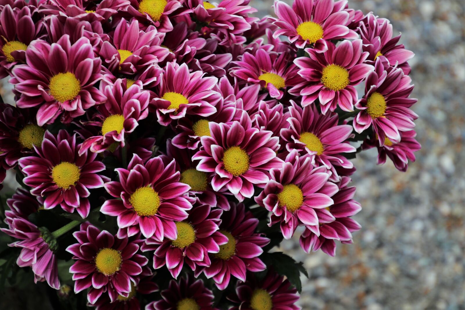 Canon EOS 80D sample photo. Margarita, garden, pink photography