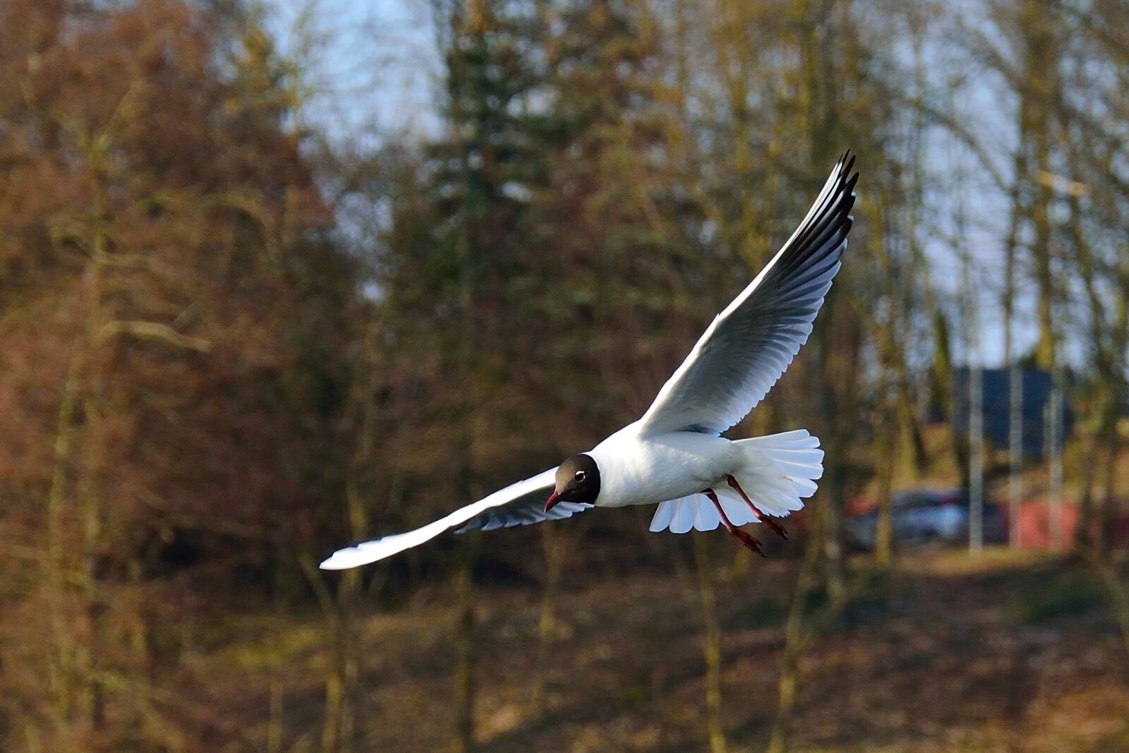 Nikon D3300 sample photo. Air, animal, background, bird photography