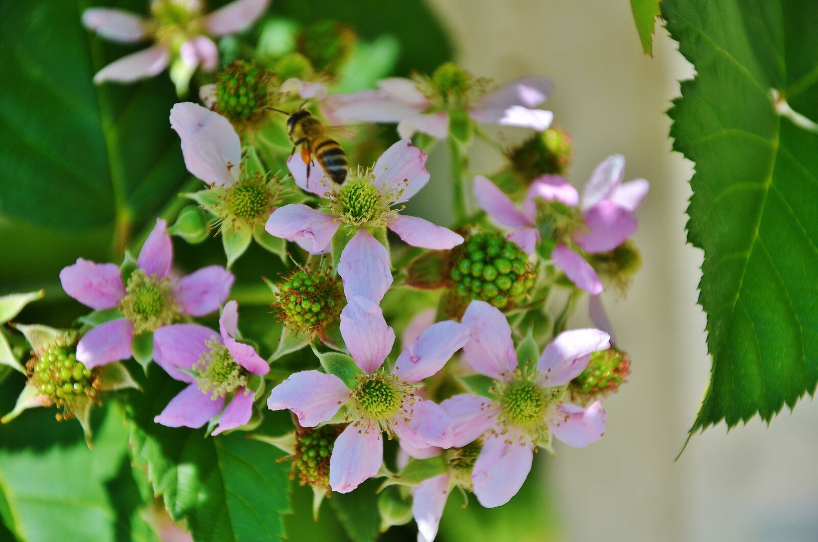 Nikon D7000 sample photo. Flower, blossom, plant photography