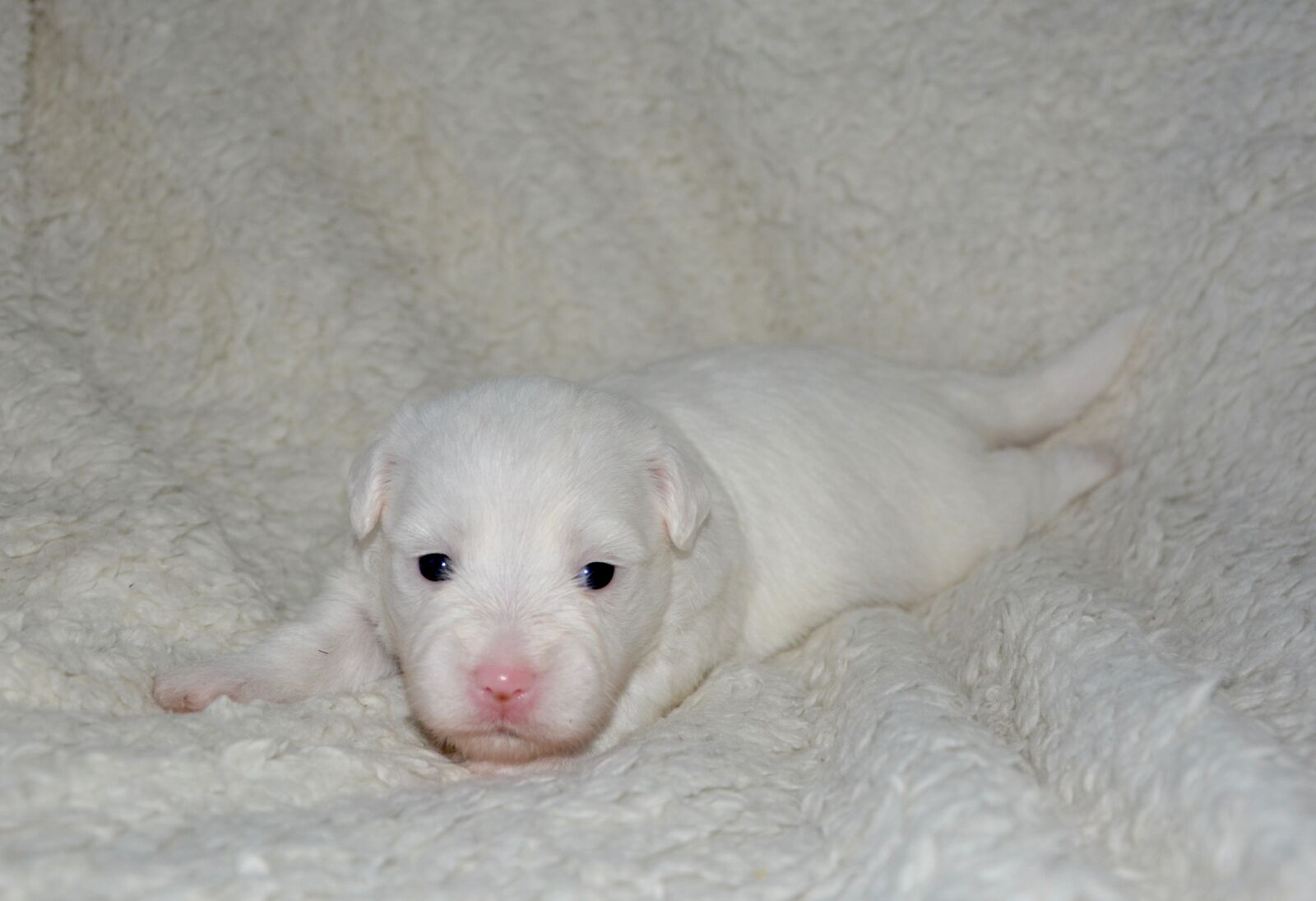 Nikon D5200 sample photo. Puppy, baby, cotton tulear photography