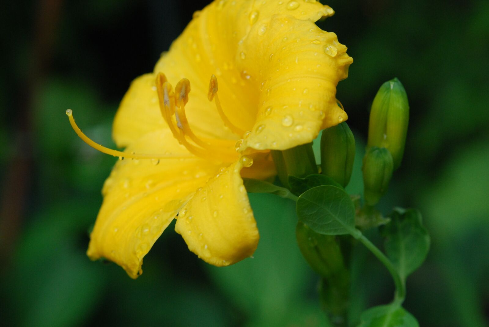 Nikon D60 sample photo. Flower, yellow, yellow flowers photography