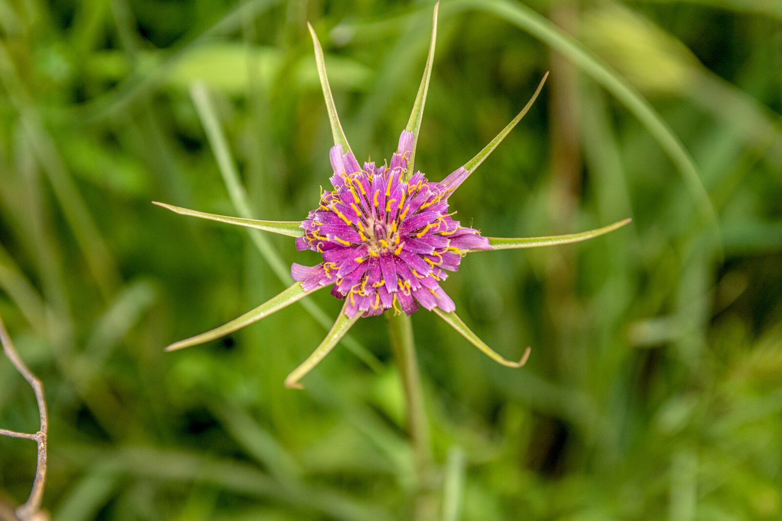 Nikon D7100 sample photo. Flowers, spring, wild photography