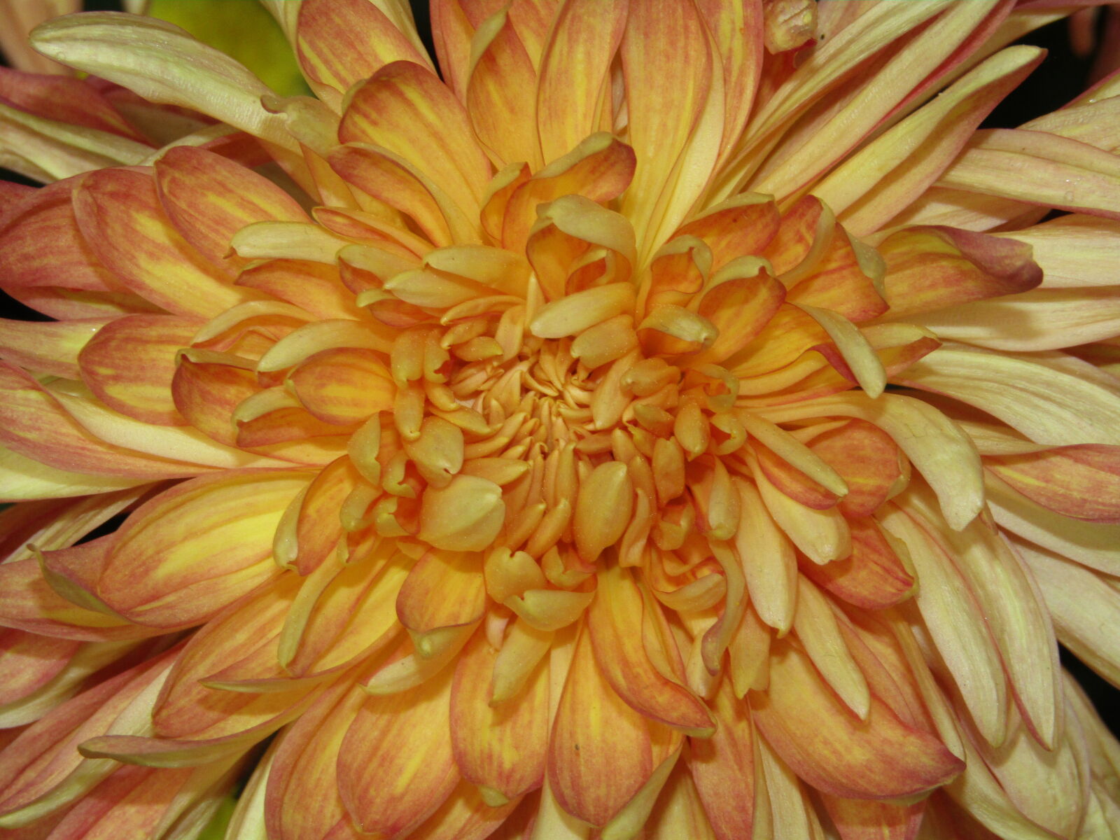 Canon PowerShot SX410 IS sample photo. Full, frame, shot, of photography