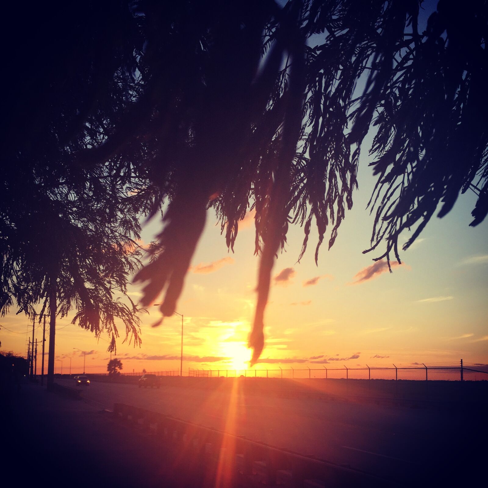 Apple iPhone 6 sample photo. Miami, sunset, trees photography