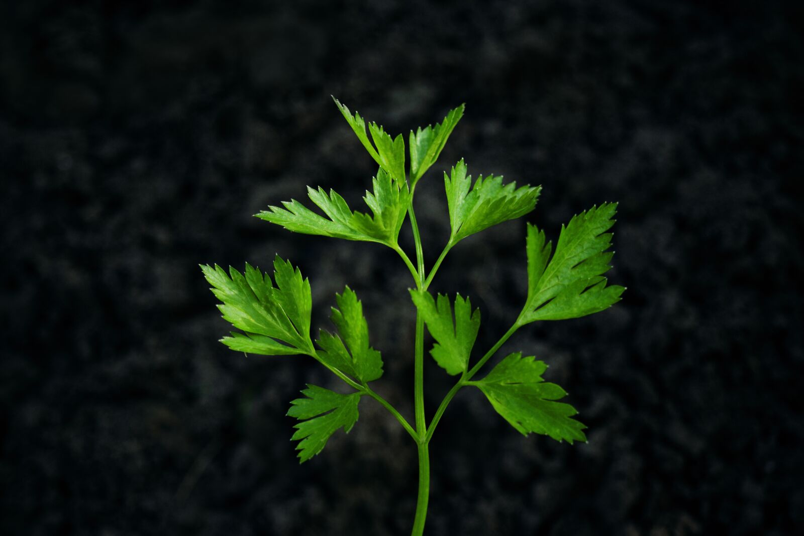 Nikon D3300 sample photo. Parsley, herb, black background photography