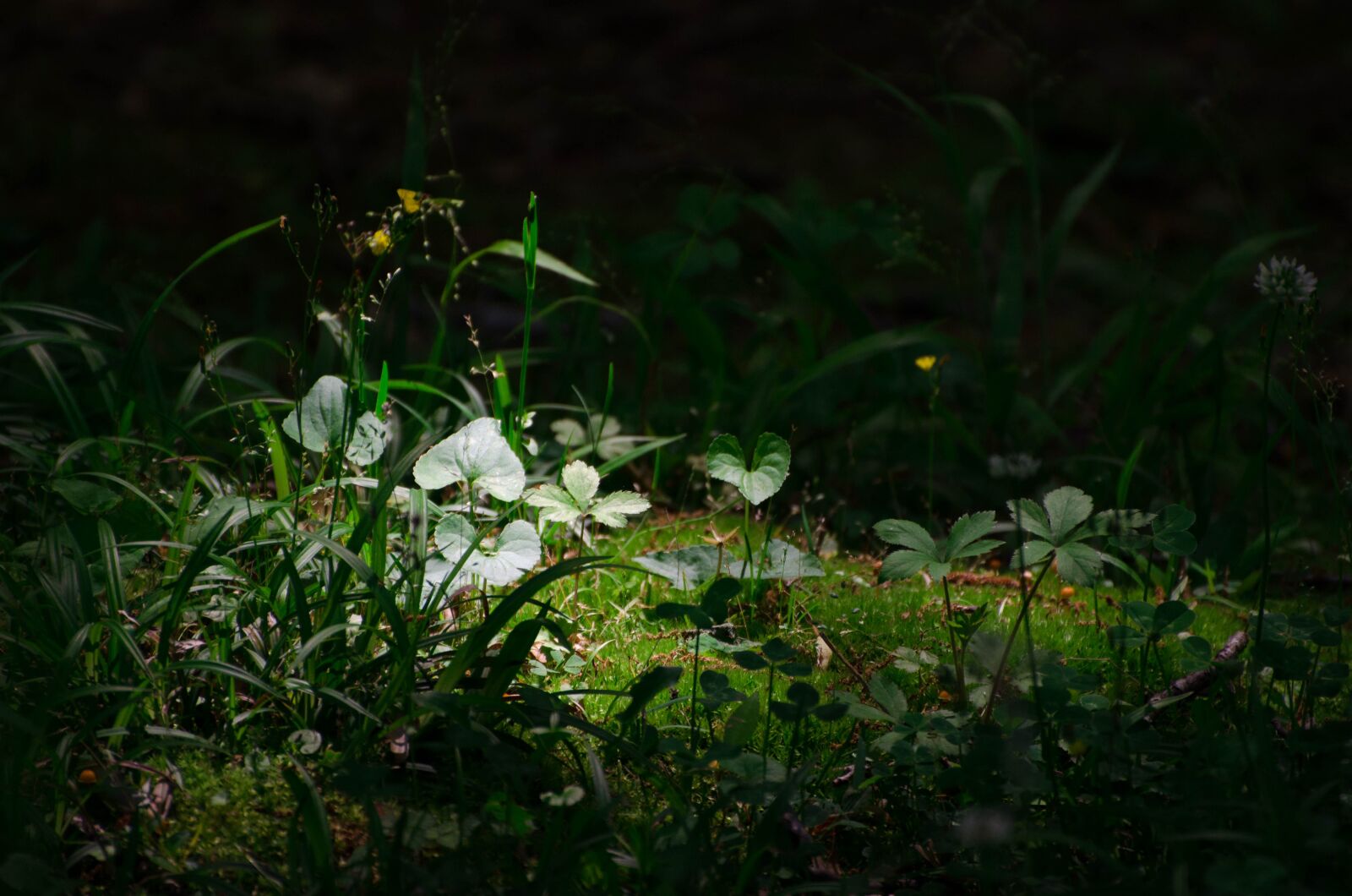 Nikon D5100 sample photo. Nature, flora, grass photography