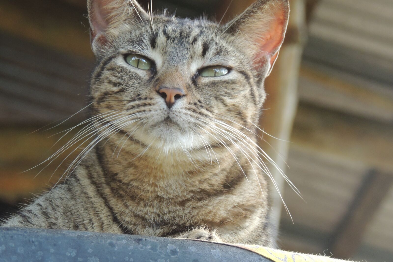 Nikon Coolpix P510 sample photo. Cat, costa rica, nature photography