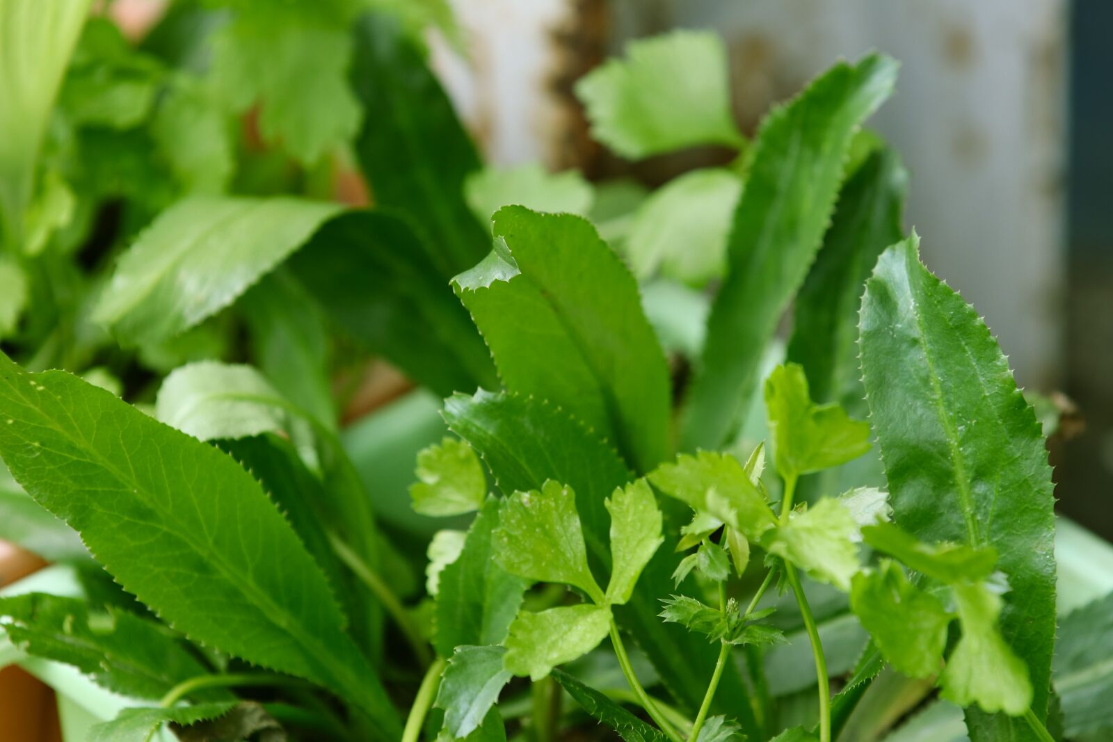 Canon EOS 80D sample photo. Leaf, flora, herb photography