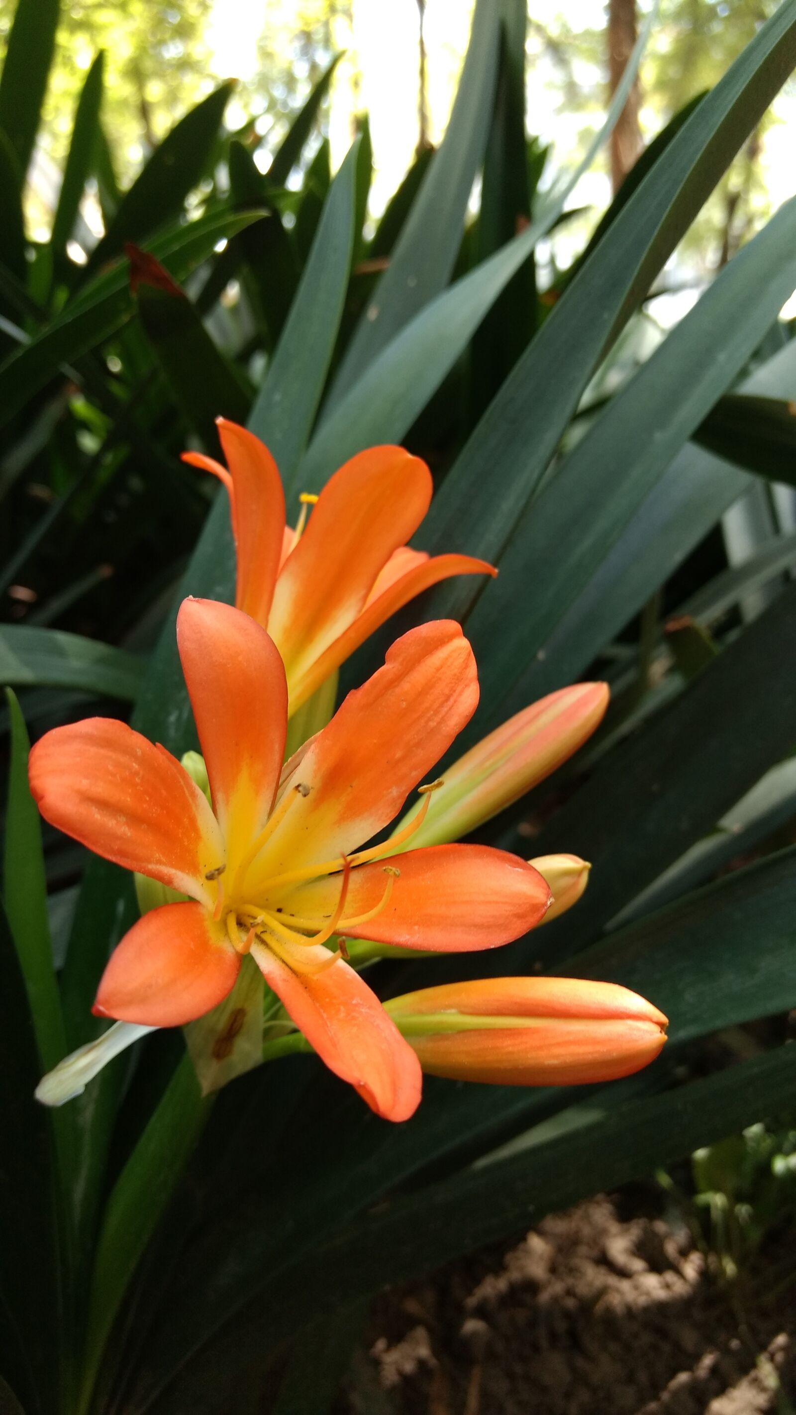 Motorola Moto G (4) sample photo. Flower, nature, orange photography