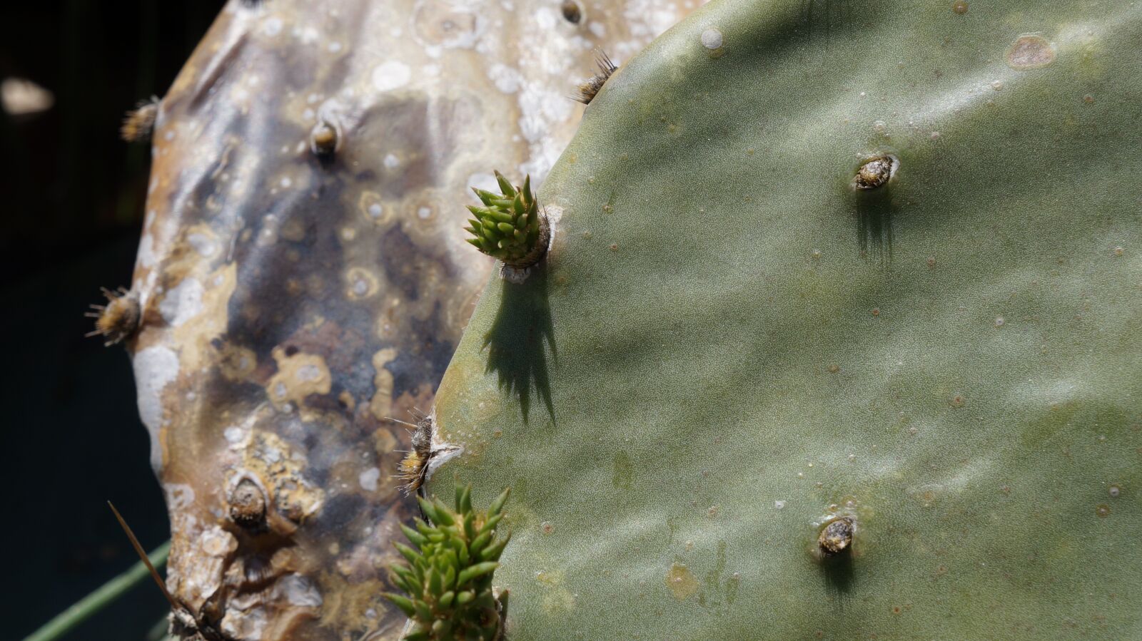 Sony Alpha a3000 + Sony E 18-55mm F3.5-5.6 OSS sample photo. Cactus, nature, desert photography