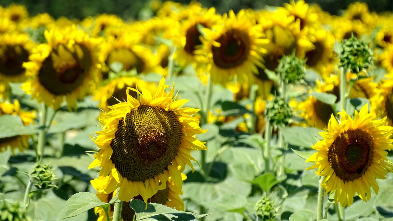 Sony DSC-HX400 sample photo. Field, sunflowers, harvest photography