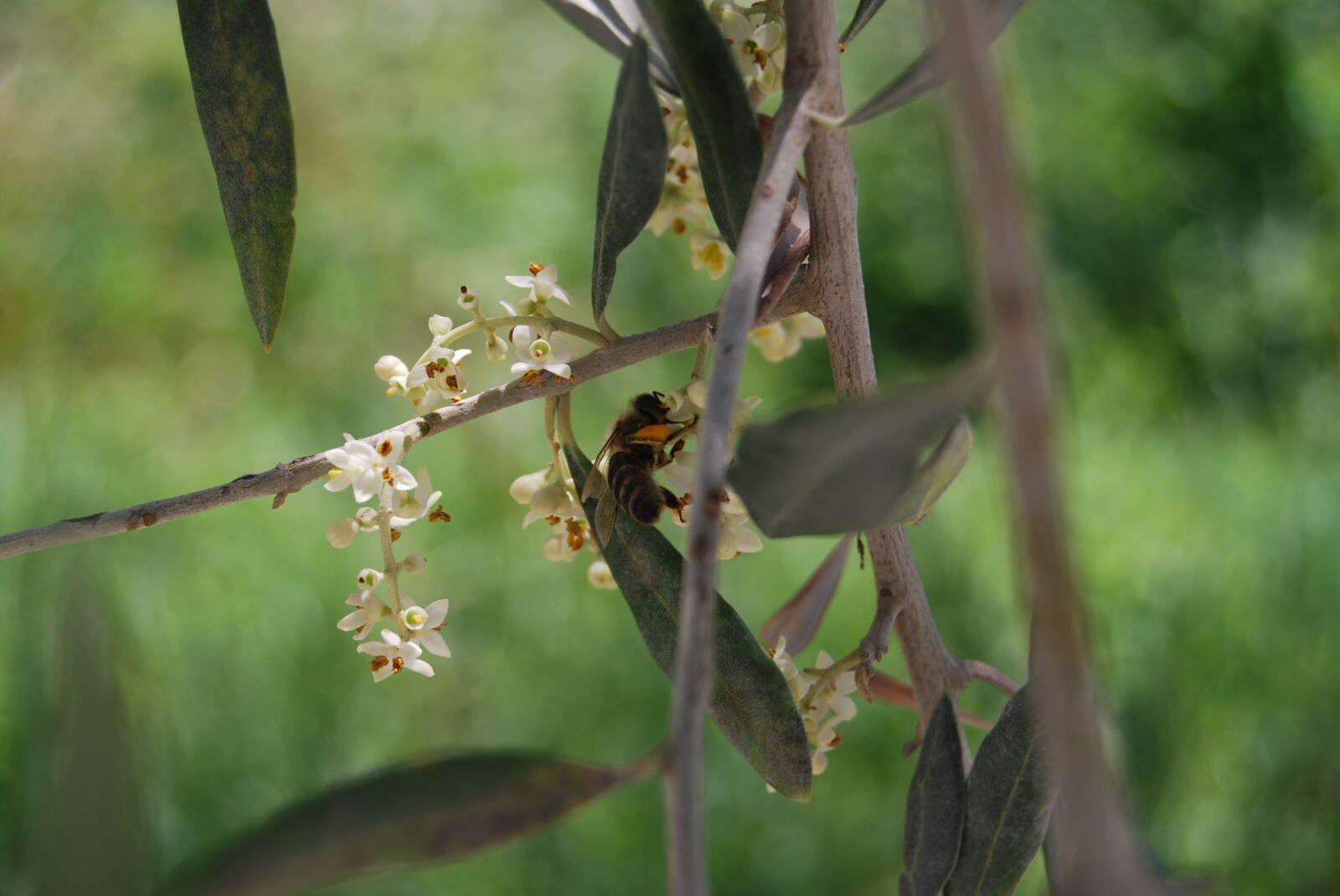 Nikon D60 sample photo. Bee, honey bee, olive photography