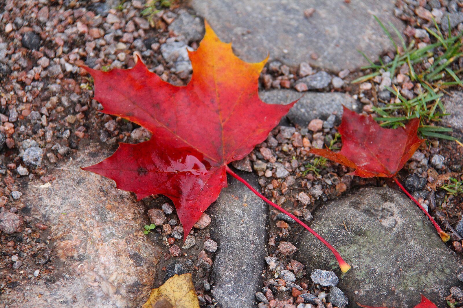 Canon EF-S 18-200mm F3.5-5.6 IS sample photo. Maple, leaves, autumn photography