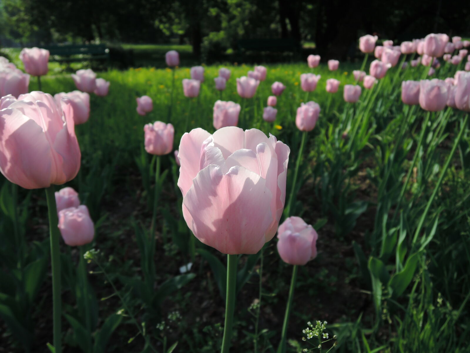 Nikon Coolpix P330 sample photo. Flower, flowers, tulip, tulips photography