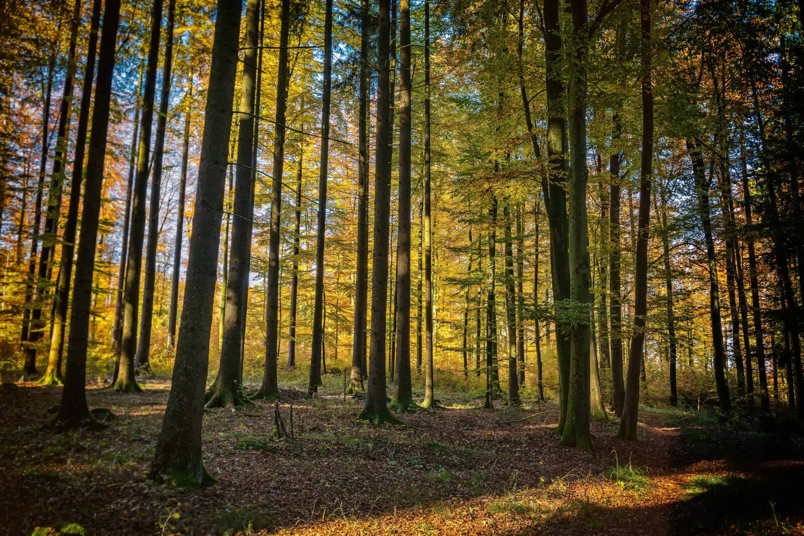 Nikon D3300 sample photo. Landscape, dawn, tree, wood photography