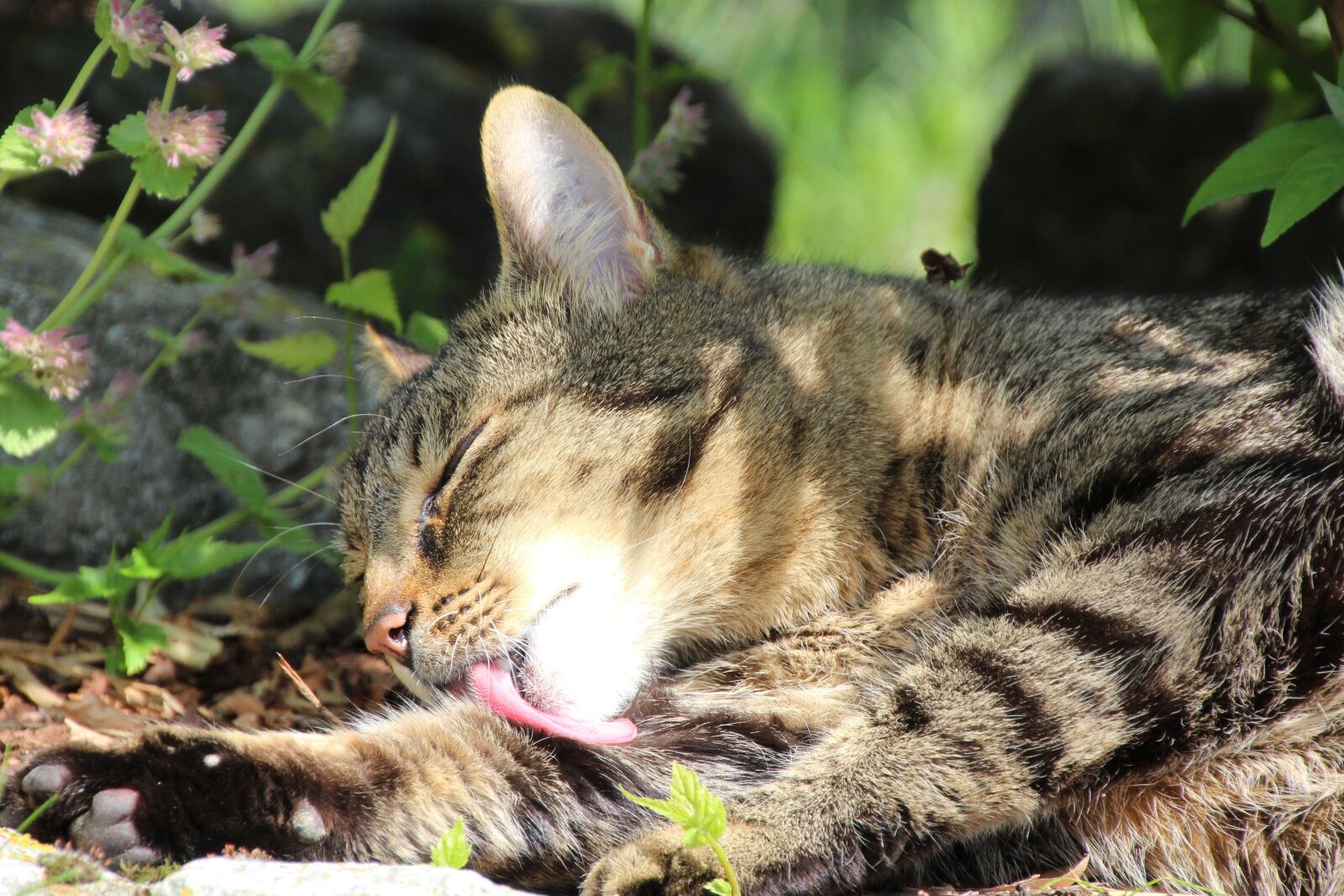 Canon EOS 1200D (EOS Rebel T5 / EOS Kiss X70 / EOS Hi) sample photo. Cat, cleaning, lick photography