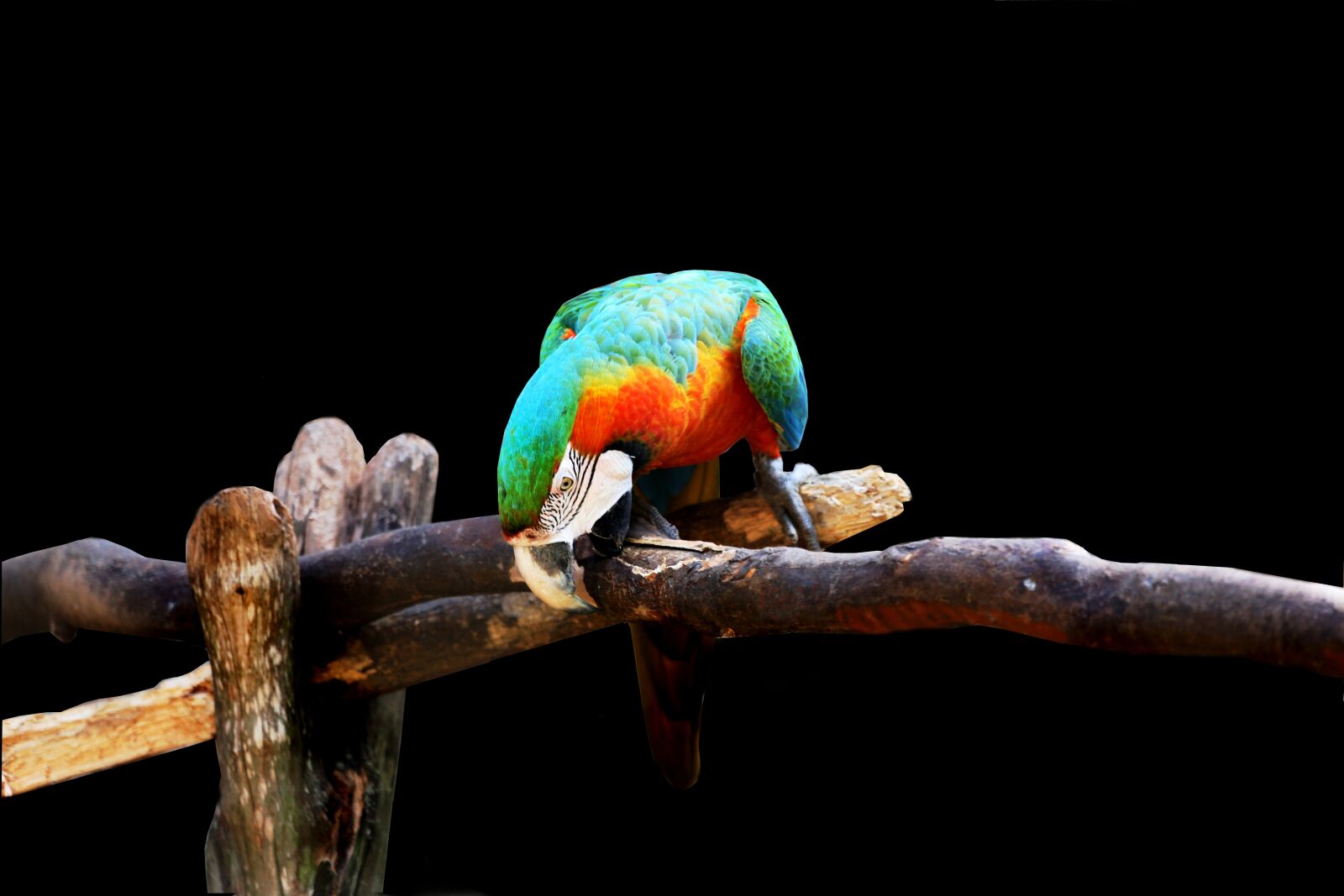 Canon EOS 5D Mark III sample photo. Arara on black background photography