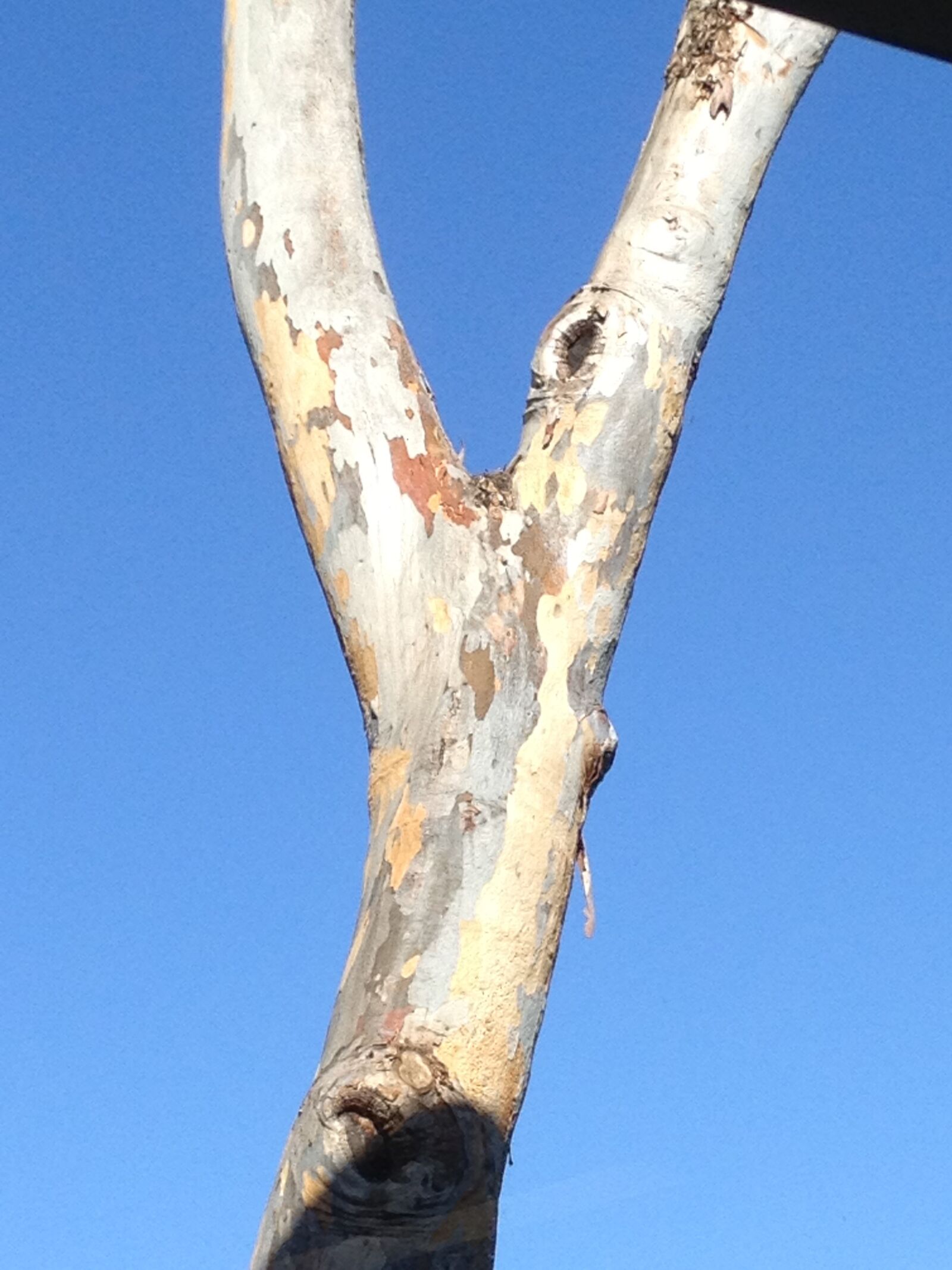 Apple iPhone 4S sample photo. Eucalyptus, tree, sky photography